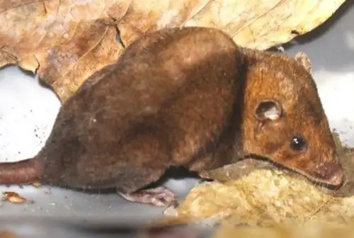 Un escurridizo y raro marsupial de los bosques amazónicos fue redescubierto y descrito con nueva información sustentada en métodos moleculares de secuenciamiento genético por biólogos de la Universidad Nacional Mayor de San Marcos en la zona de amortiguamiento de la Reserva Comunal Alto Purús, en la región Ucayali.