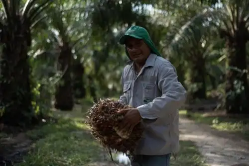 Producir palma aceitera sin deforestación es la apuesta de más de 500 pequeños productores de las regiones Huánuco y Ucayali, quienes recibirán capacitación y asistencia técnica para adoptar prácticas socioambientales sostenibles, gracias al Proyecto Paisajes Productivos Sostenibles en la Amazonía peruana. Foto: Jazmín Ramírez/PNUD Perú.