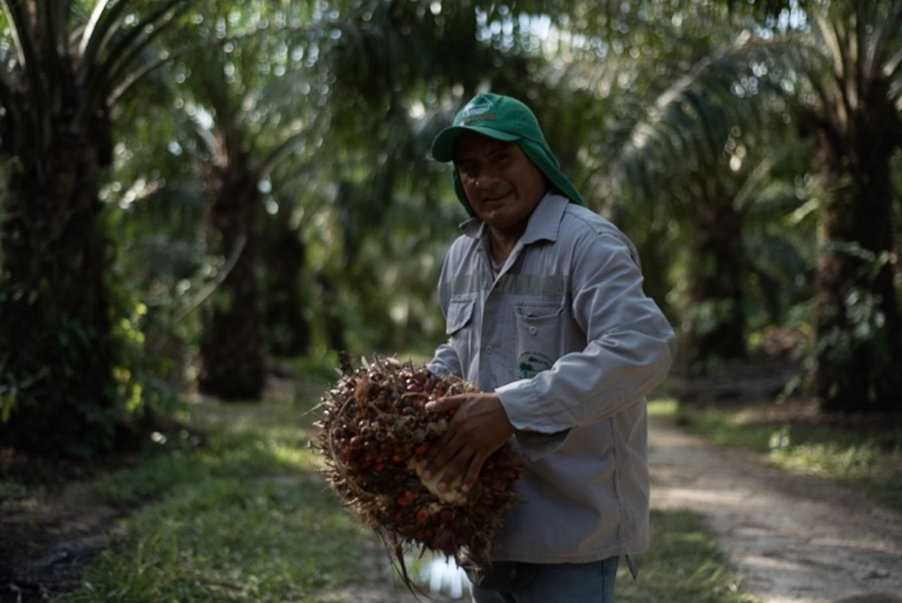 Producir palma aceitera sin deforestación es la apuesta de más de 500 pequeños productores de las regiones Huánuco y Ucayali, quienes recibirán capacitación y asistencia técnica para adoptar prácticas socioambientales sostenibles, gracias al Proyecto Paisajes Productivos Sostenibles en la Amazonía peruana. Foto: Jazmín Ramírez/PNUD Perú.