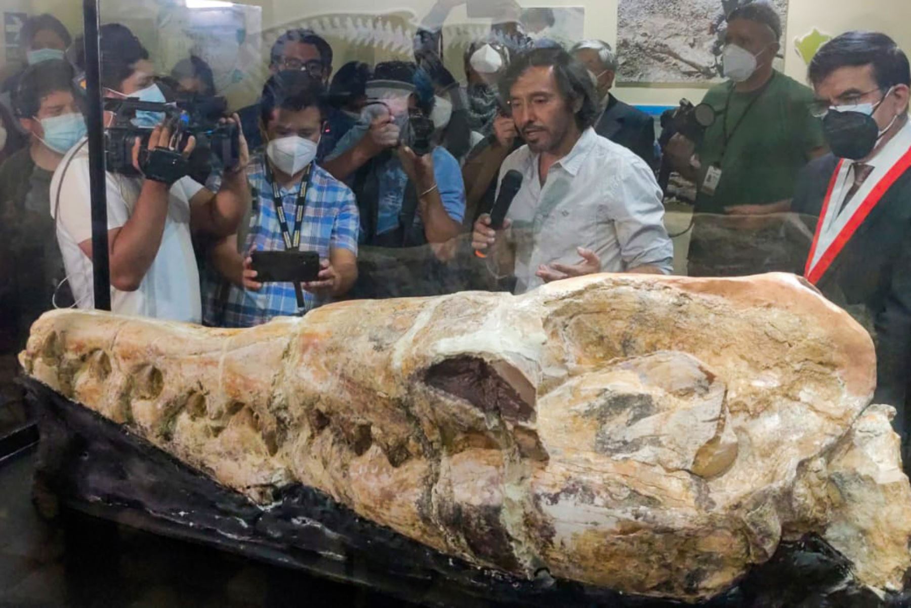 Los restos de un basilosaurio que habitó los mares del Perú hace 36 millones de años fueron presentados por paleontólogos del Museo de Historia Natural de la Universidad Nacional Mayor de San Marcos (UNMSM). Foto: ANDINA/ Héctor Vinces