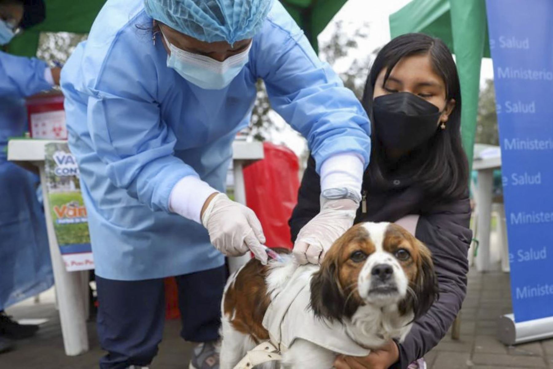 Vacunan a canes contra la rabia en distritos de Lima norte. Foto: Difusión