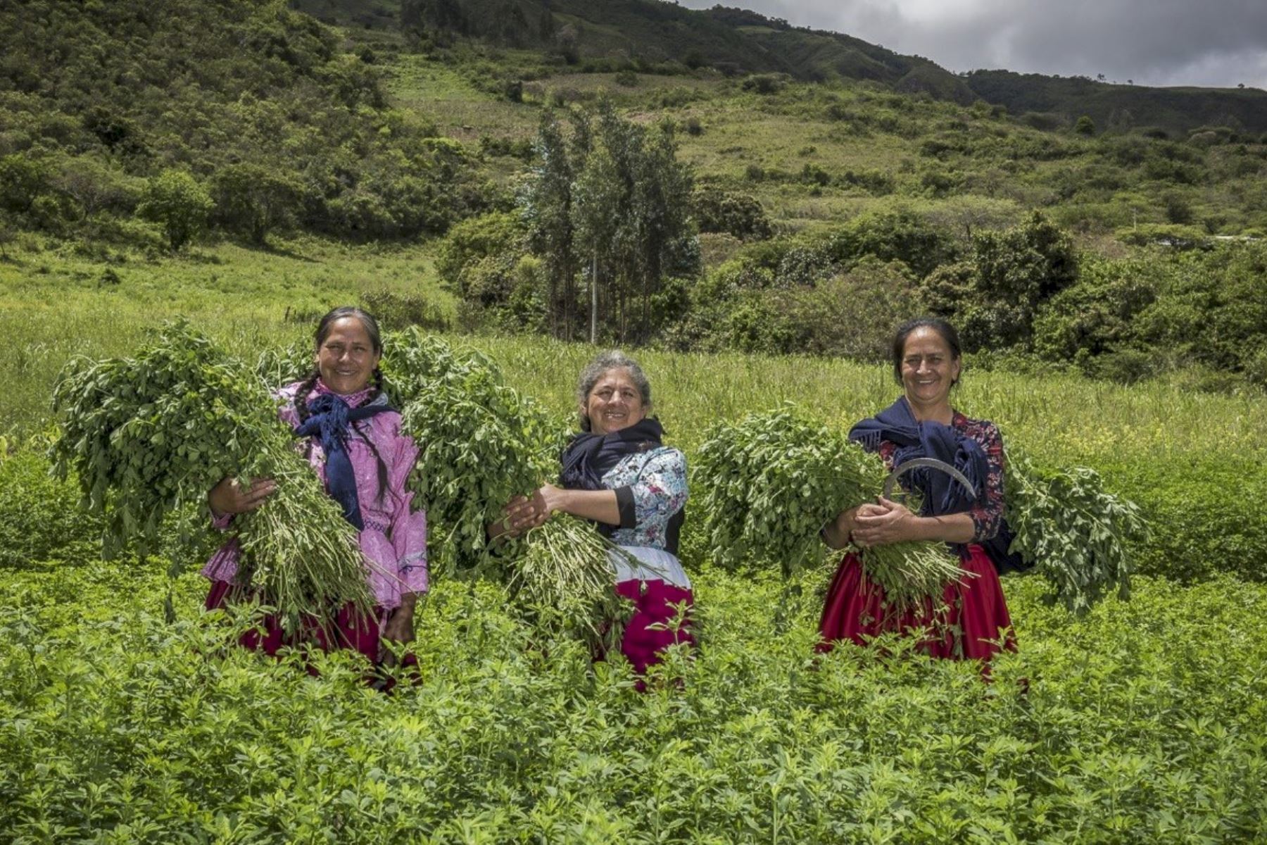 La agroecología, las prácticas regenerativas y las costumbres alimentarias indígenas son soluciones sistémicas con resultados positivos en materia de salud y nutrición. Foto: ANDINA/Difusión