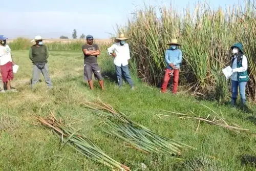 El uso de la totora es un arte ancestral que expresa conocimientos técnicos y artísticos que es transmitido de generación en generación. Foto: ANDINA/Serfor