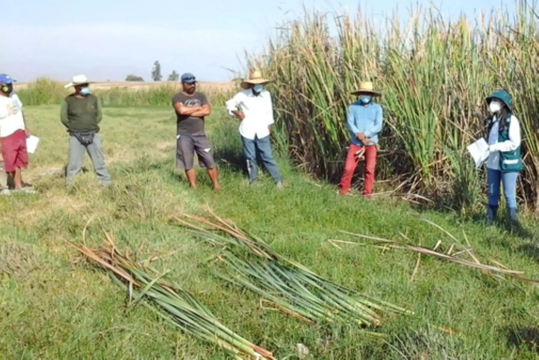 El uso de la totora es un arte ancestral que expresa conocimientos técnicos y artísticos que es transmitido de generación en generación. Foto: ANDINA/Serfor