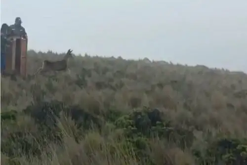 El venado andino o taruca está categorizado como “vulnerable” según el Decreto Supremo 004-2014-MINAGRI que aprueba la actualización de la lista de Clasificación de las Especies Amenazadas de Fauna Silvestre Legalmente Protegidas.
