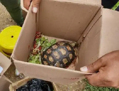 El Serfor y la Policía Nacional rescataron animales silvestres que eran comercializados sin autorización en mercado de la ciudad de Huancayo. ANDINA/Difusión
