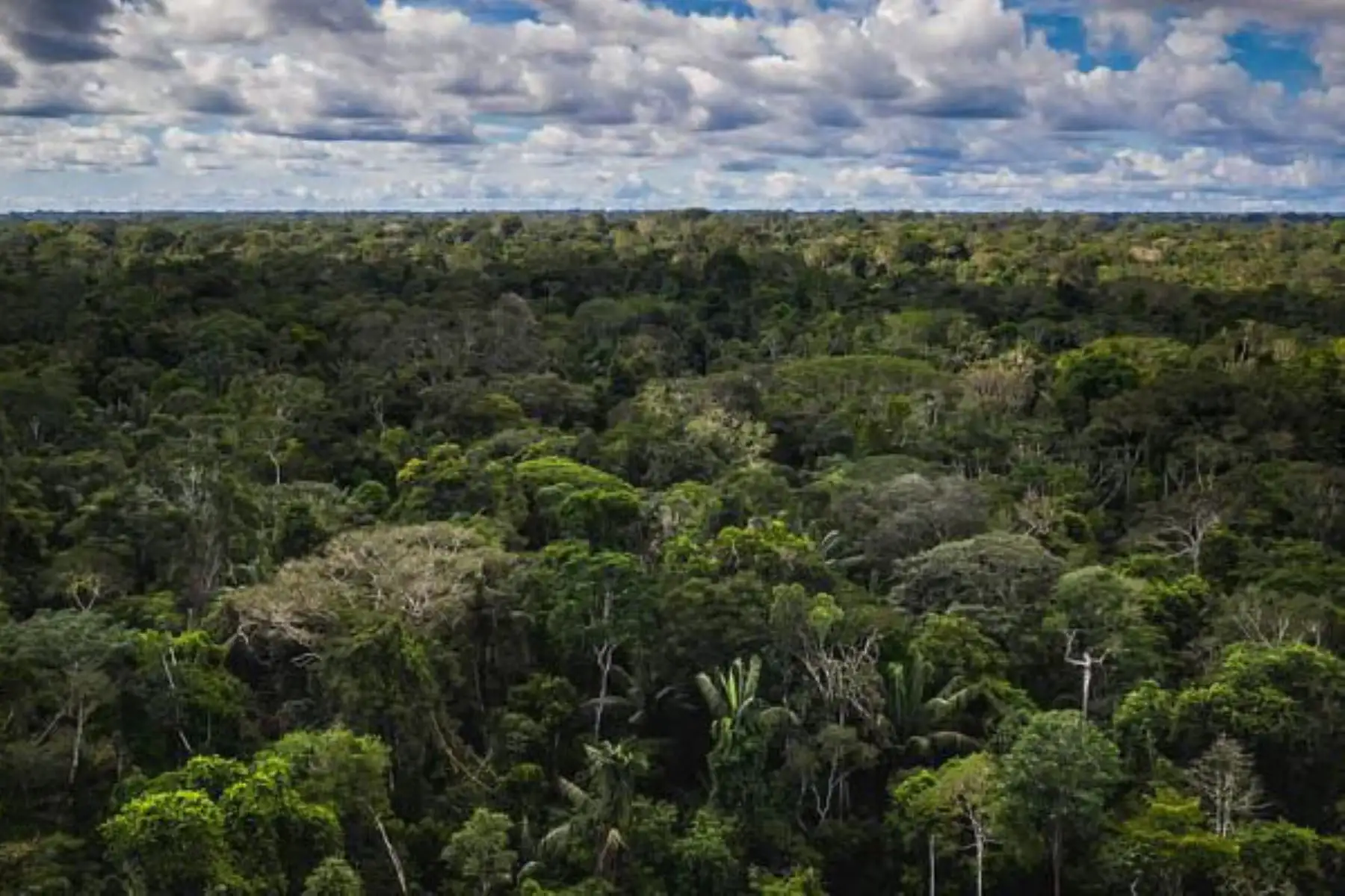 Bosques amazónicos. Foto: ANDINA/Difusión
