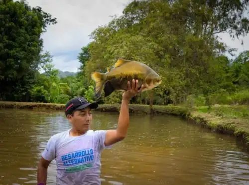 Devida implementa en la selva de Ayacucho un nuevo laboratorio que producirá más de 1 millón de alevinos de peces amazónicos y favorecerá el desarrollo de emprendimientos en esa zona del Vraem. ANDINA/Difusión