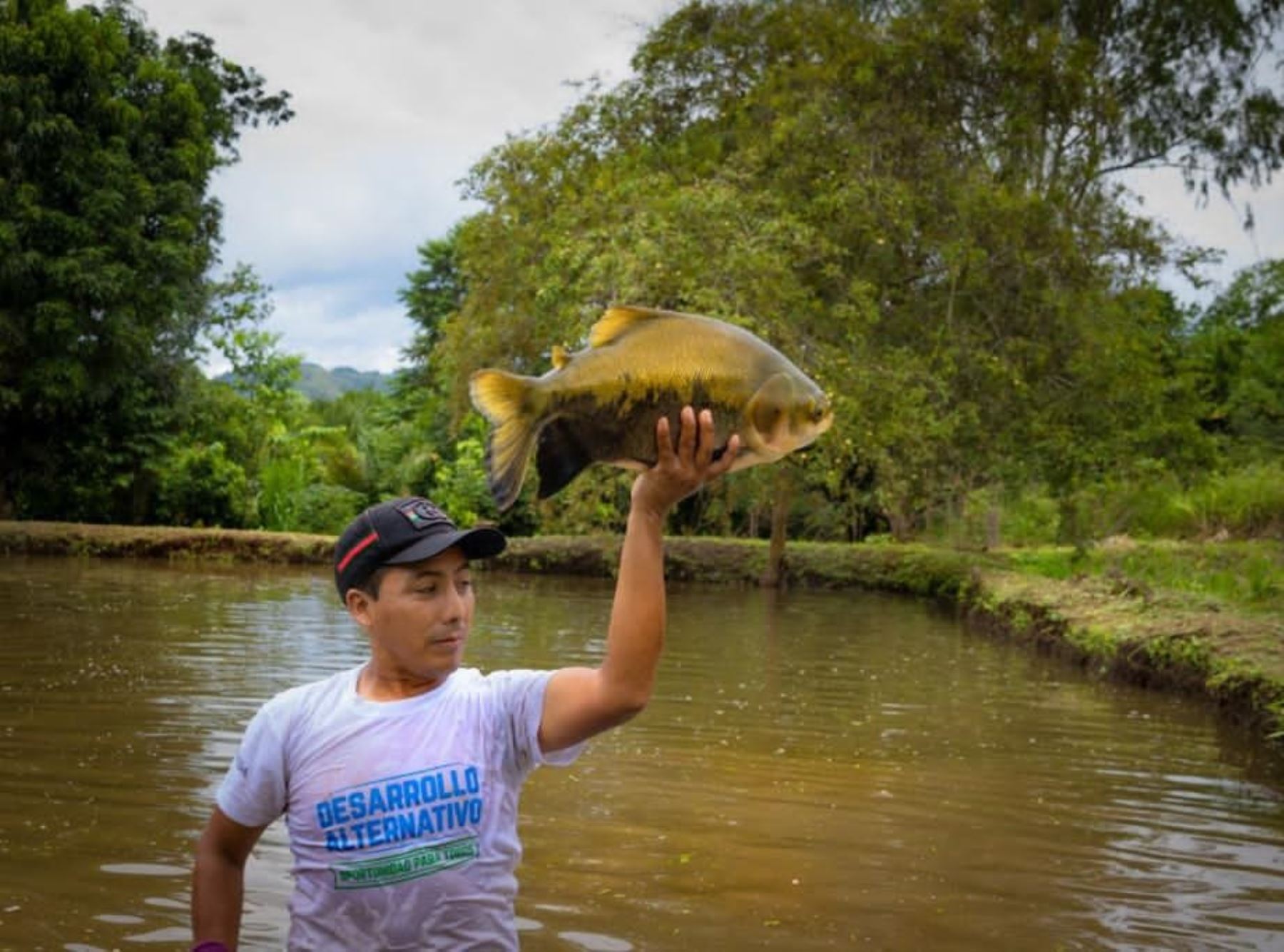 Devida implementa en la selva de Ayacucho un nuevo laboratorio que producirá más de 1 millón de alevinos de peces amazónicos y favorecerá el desarrollo de emprendimientos en esa zona del Vraem. ANDINA/Difusión