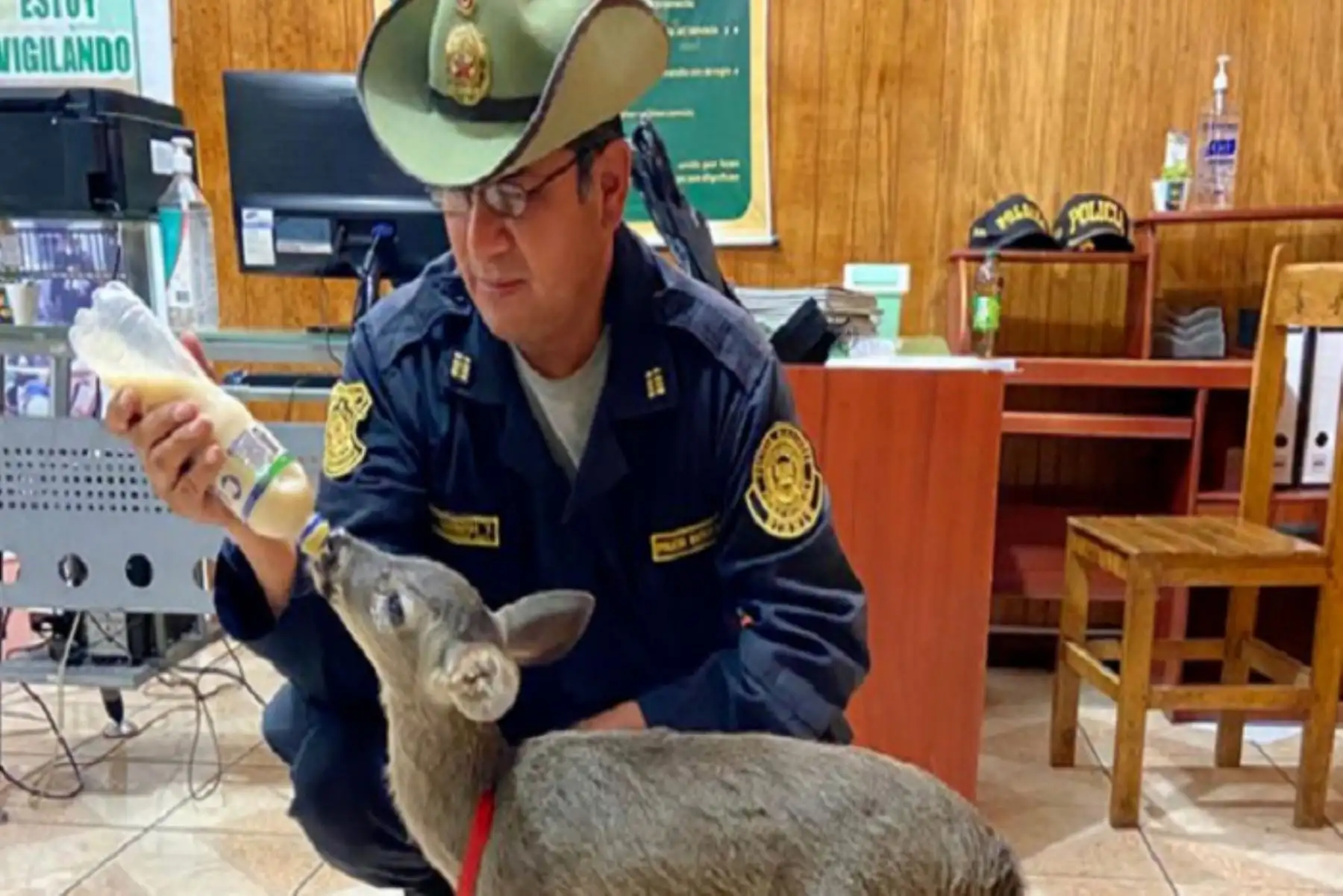 La ATFFS Sierra Central coordinó el traslado del venado a un centro de cría autorizado de Huarochirí, región Lima, para que reciba atención especializada.