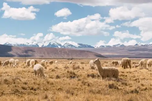 Criadores de alpaca mejorarán calidad de la fibra y recibirán mejores precios gracias al certificado RAS.