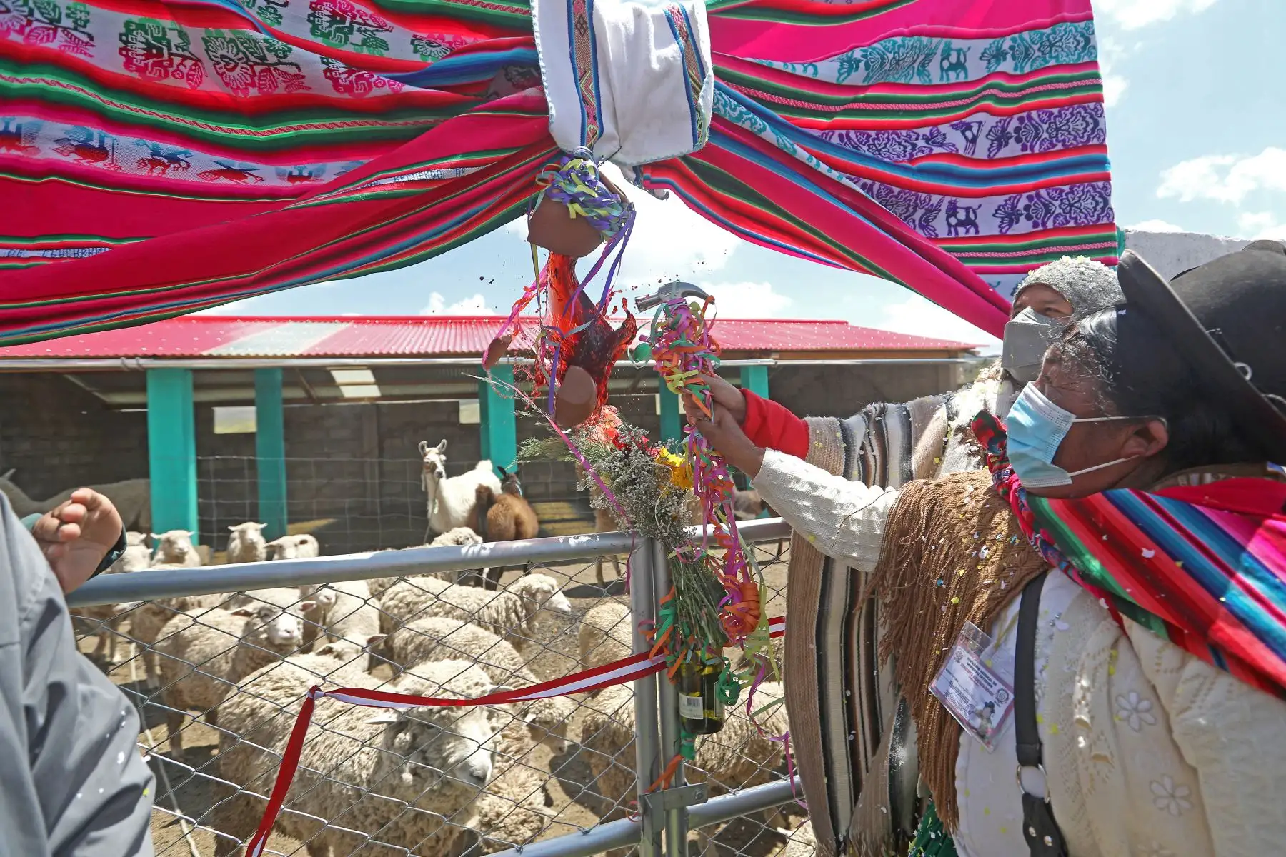 Mandatario Pedro Castillo participa en la entrega de 45 cobertizos para ganado en el distrito de Pichacani, provincia de Puno. Foto: ANDINA/Prensa Presidencia