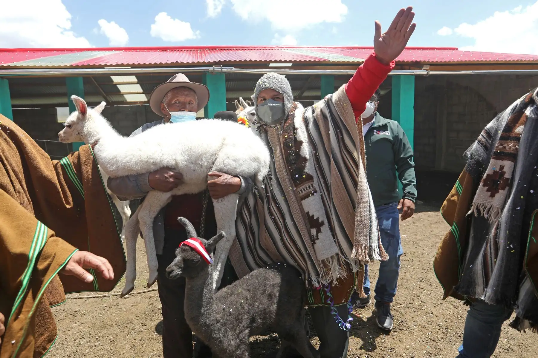 Mandatario Pedro Castillo participa en la entrega de 45 cobertizos para ganado en el distrito de Pichacani, provincia de Puno. Foto: ANDINA/Prensa Presidencia
