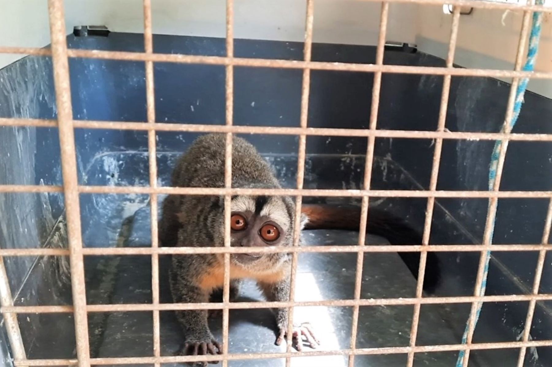 Mono lechuza fue rescatado por personal de Serfor en la región Lambayeque. ANDINA/Difusión