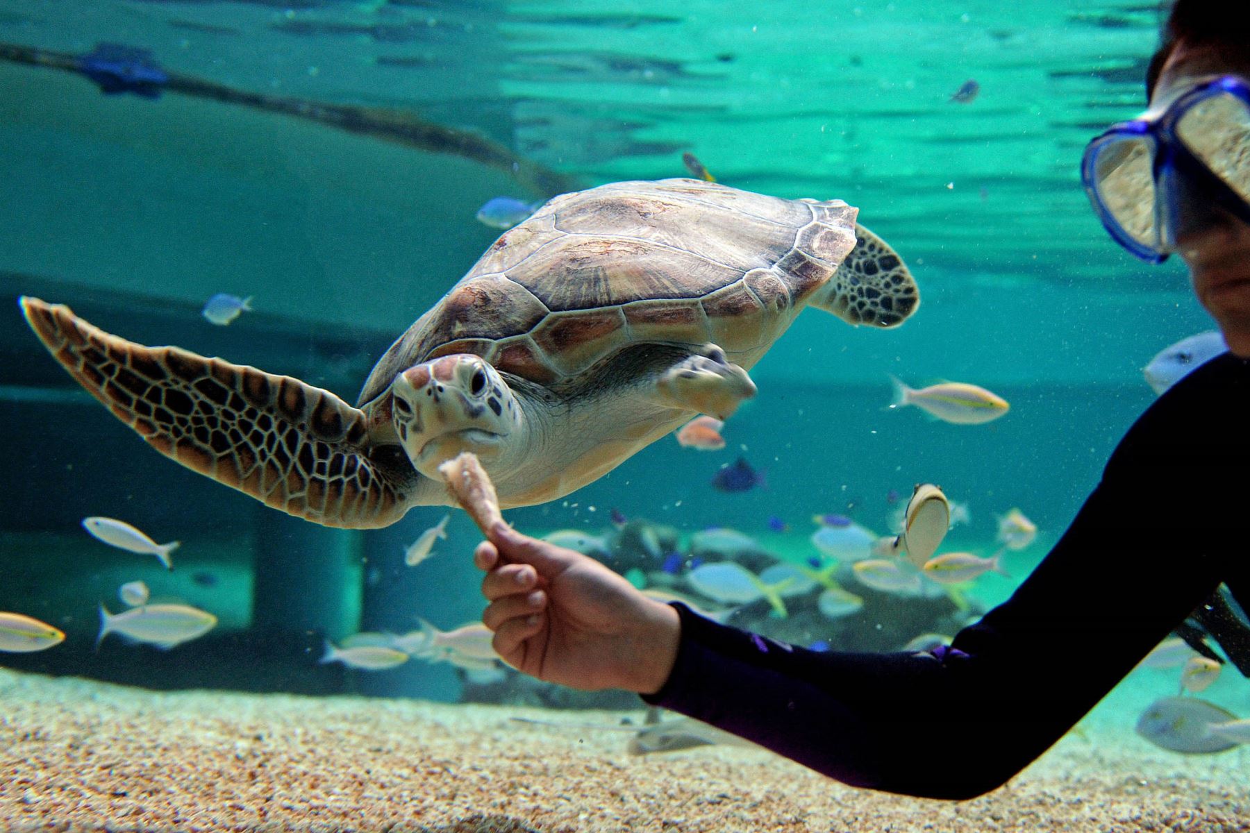 Los científicos trabajan modelos para asegurar la continuidad de las tortugas marinas (imagen referencial). Foto: AFP