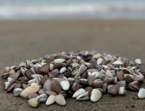 Molusco "Palabritas" en playa del norte del Perú. ANDINA/Difusión