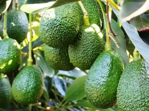 Vraem: transfieren más de S/ 500,000 para mejorar cultivo de palta en Chungui.