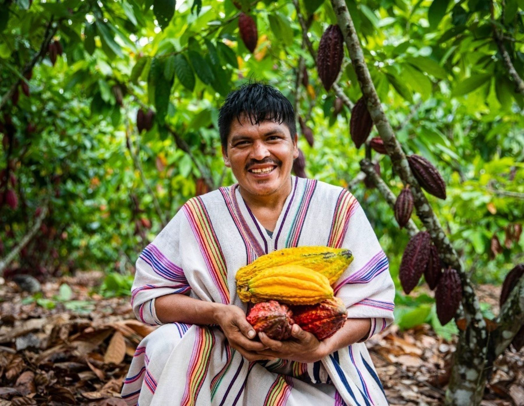 Productores de cacao asháninkas de Mazamari se asocian y conforman la primera cooperativa agraria de ese distrito ubicado en el ámbito del Vraem. Foto: ANDINA/difusión.