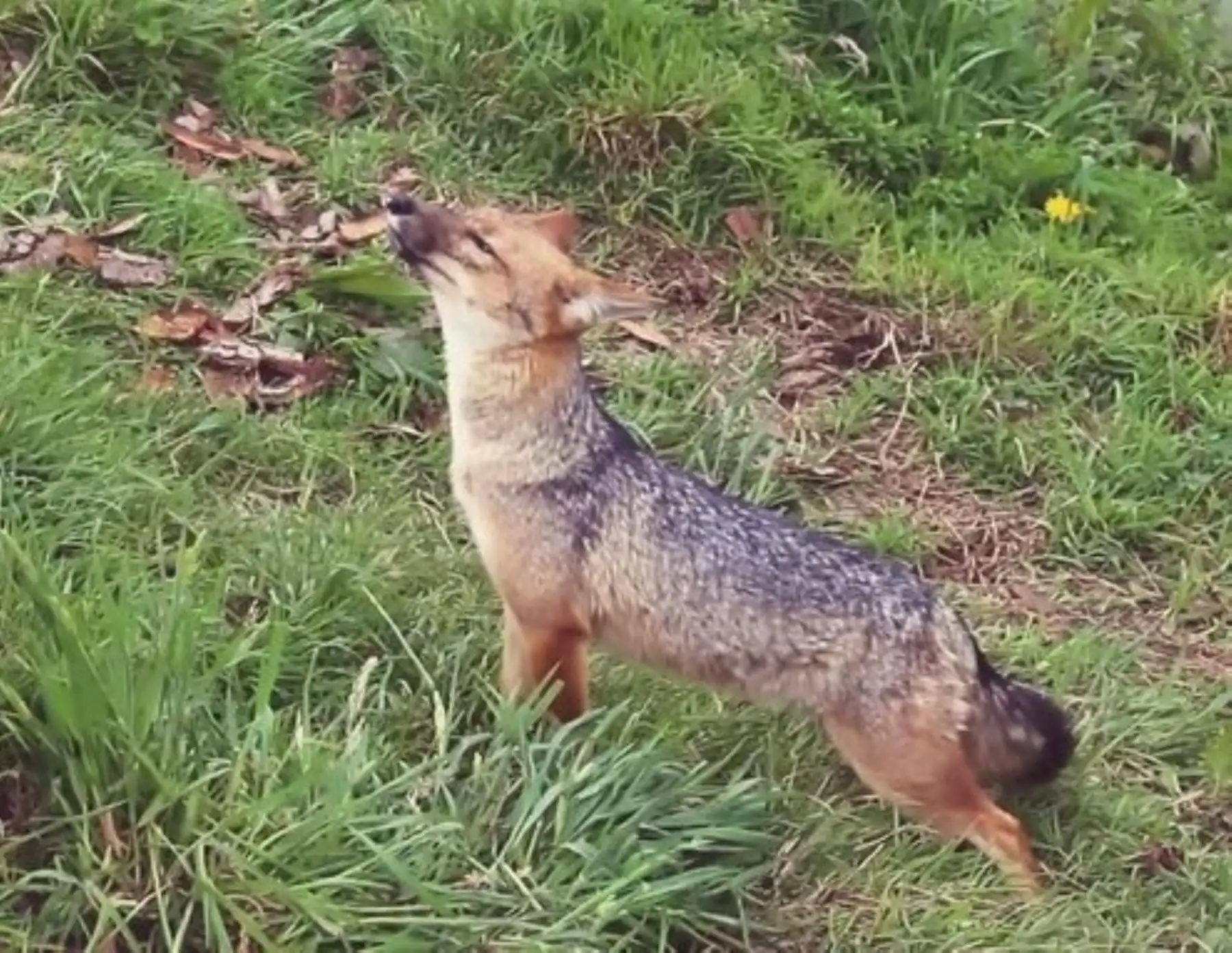 Run Run ya tiene un nuevo hogar. El Serfor trasladó a la Granja Porcón, ubicado en Cajamarca, al popular zorro andino que fue criado como mascota en Lima.