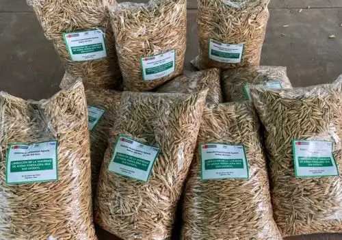 El INIA presentó en Cajamarca una nueva variedad de avena forrajera que beneficia a productores dedicados a la agricultura familiar. ANDINA/Difusión