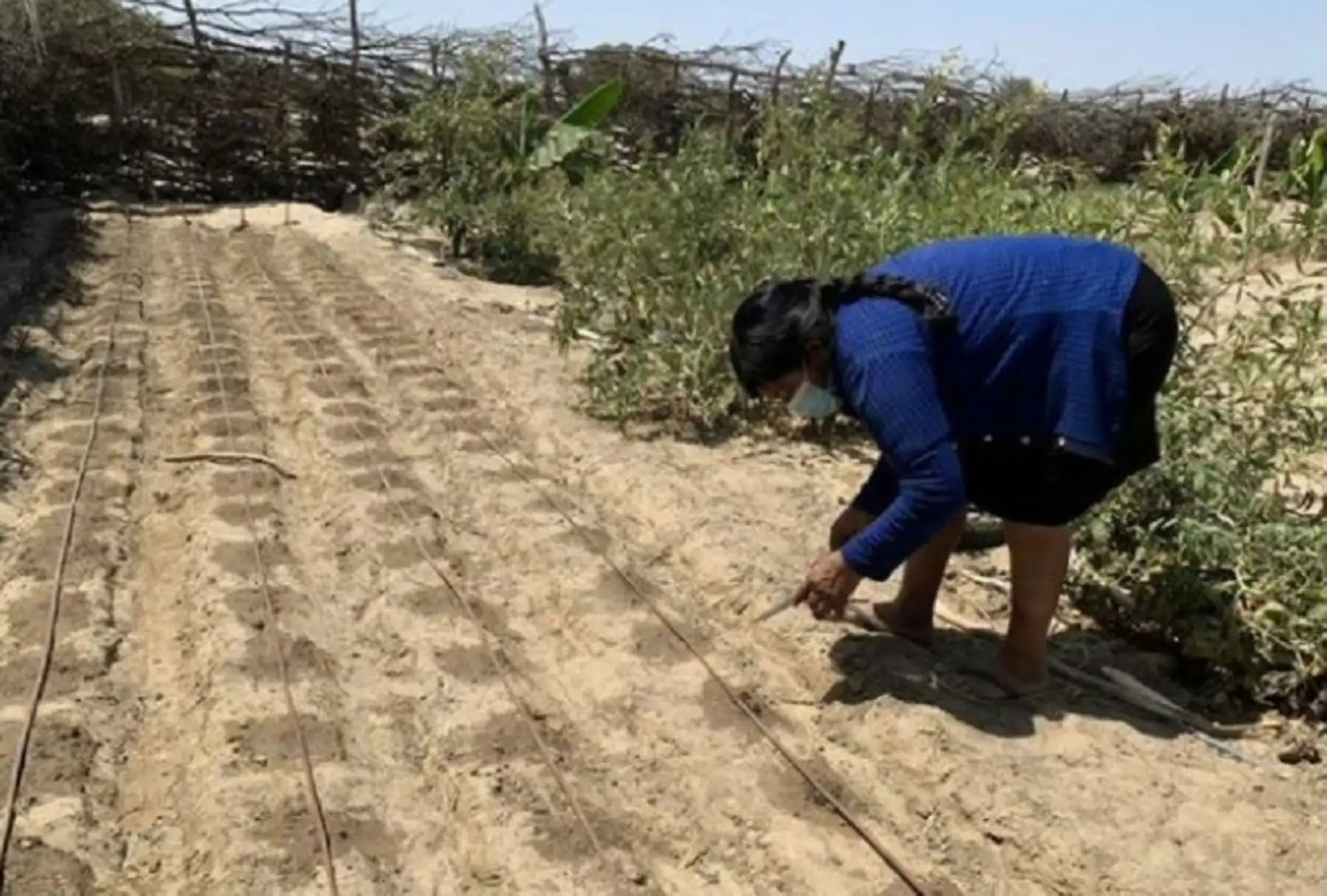 La agricultura familiar ha sabido preservar prácticas ancestrales sostenibles, destacó la FAO. ANDINA/Difusión
