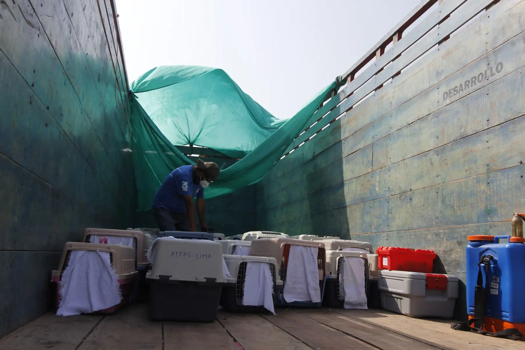 Luego de más de dos meses de una ardua labor por parte de especialistas del Parque de las Leyendas, hoy, miércoles 30 de marzo, fueron liberadas en una playa de Pachacamac, al sur de Lima, el primer grupo de 39 aves marinas que fueron víctimas del derrame de petróleo de Repsol en Ventanilla. Ha sido una ardua labor desarrollada por los profesionales del Parque de Las Leyendas que durante más de dos meses han recibido alrededor de 300 ejemplares de diversas especies. Foto: Municipalidad de Lima