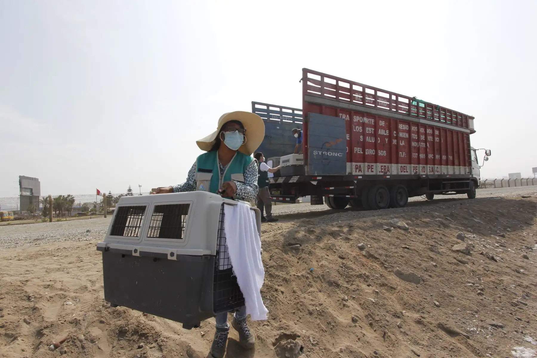 Luego de más de dos meses de una ardua labor por parte de especialistas del Parque de las Leyendas, hoy, miércoles 30 de marzo, fueron liberadas en una playa de Pachacamac, al sur de Lima, el primer grupo de 39 aves marinas que fueron víctimas del derrame de petróleo de Repsol en Ventanilla. Ha sido una ardua labor desarrollada por los profesionales del Parque de Las Leyendas que durante más de dos meses han recibido alrededor de 300 ejemplares de diversas especies. Foto: Municipalidad de Lima