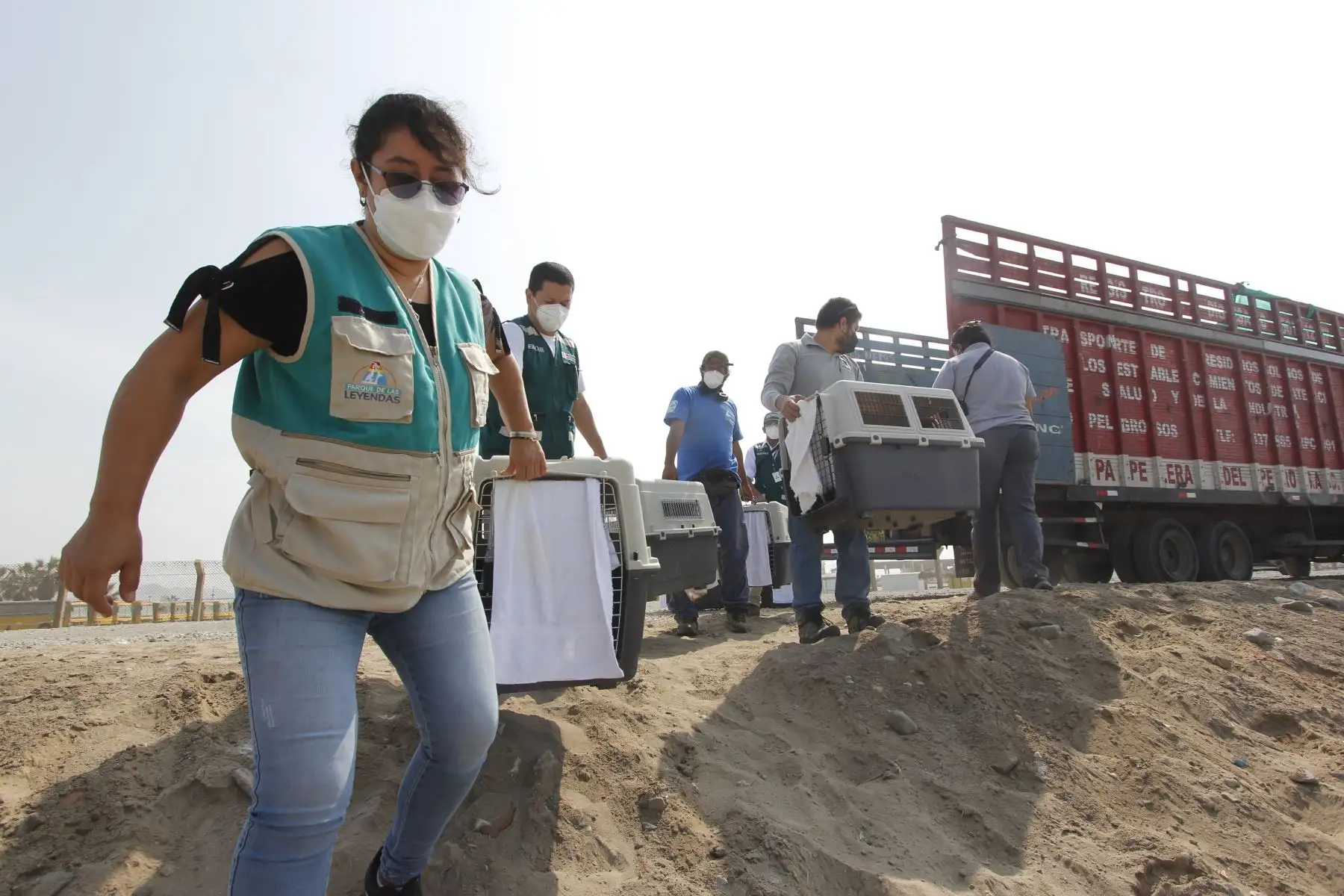 Luego de más de dos meses de una ardua labor por parte de especialistas del Parque de las Leyendas, hoy, miércoles 30 de marzo, fueron liberadas en una playa de Pachacamac, al sur de Lima, el primer grupo de 39 aves marinas que fueron víctimas del derrame de petróleo de Repsol en Ventanilla. Ha sido una ardua labor desarrollada por los profesionales del Parque de Las Leyendas que durante más de dos meses han recibido alrededor de 300 ejemplares de diversas especies. Foto: Municipalidad de Lima