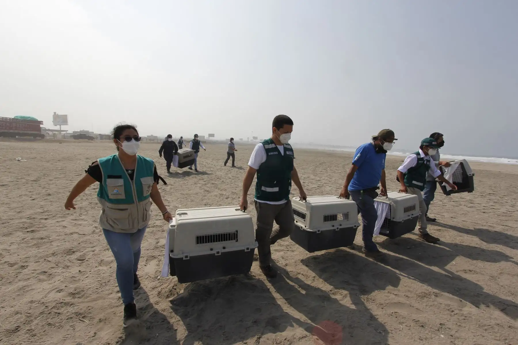 Luego de más de dos meses de una ardua labor por parte de especialistas del Parque de las Leyendas, hoy, miércoles 30 de marzo, fueron liberadas en una playa de Pachacamac, al sur de Lima, el primer grupo de 39 aves marinas que fueron víctimas del derrame de petróleo de Repsol en Ventanilla. Ha sido una ardua labor desarrollada por los profesionales del Parque de Las Leyendas que durante más de dos meses han recibido alrededor de 300 ejemplares de diversas especies. Foto: Municipalidad de Lima