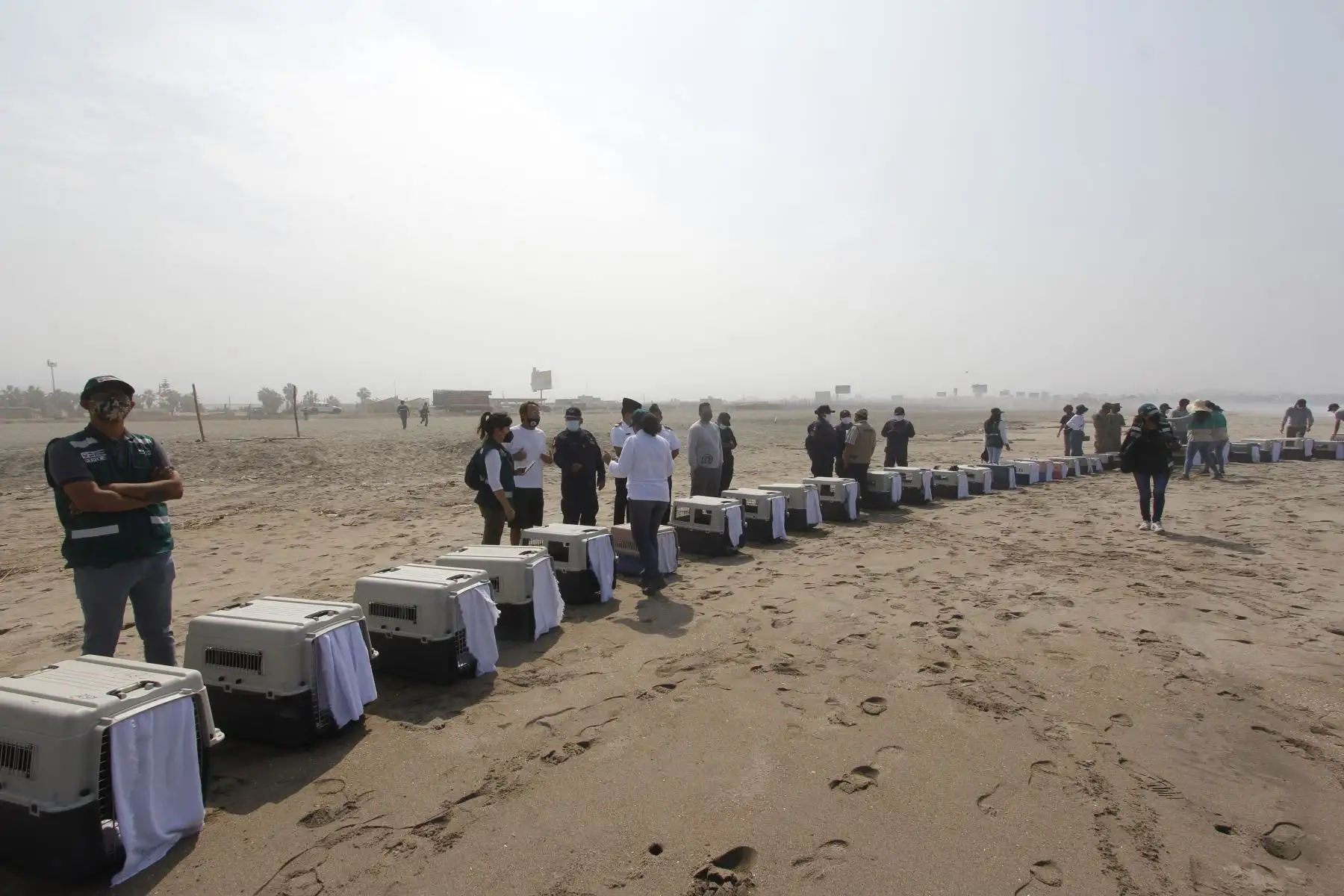 Luego de más de dos meses de una ardua labor por parte de especialistas del Parque de las Leyendas, hoy, miércoles 30 de marzo, fueron liberadas en una playa de Pachacamac, al sur de Lima, el primer grupo de 39 aves marinas que fueron víctimas del derrame de petróleo de Repsol en Ventanilla. Ha sido una ardua labor desarrollada por los profesionales del Parque de Las Leyendas que durante más de dos meses han recibido alrededor de 300 ejemplares de diversas especies. Foto: Municipalidad de Lima