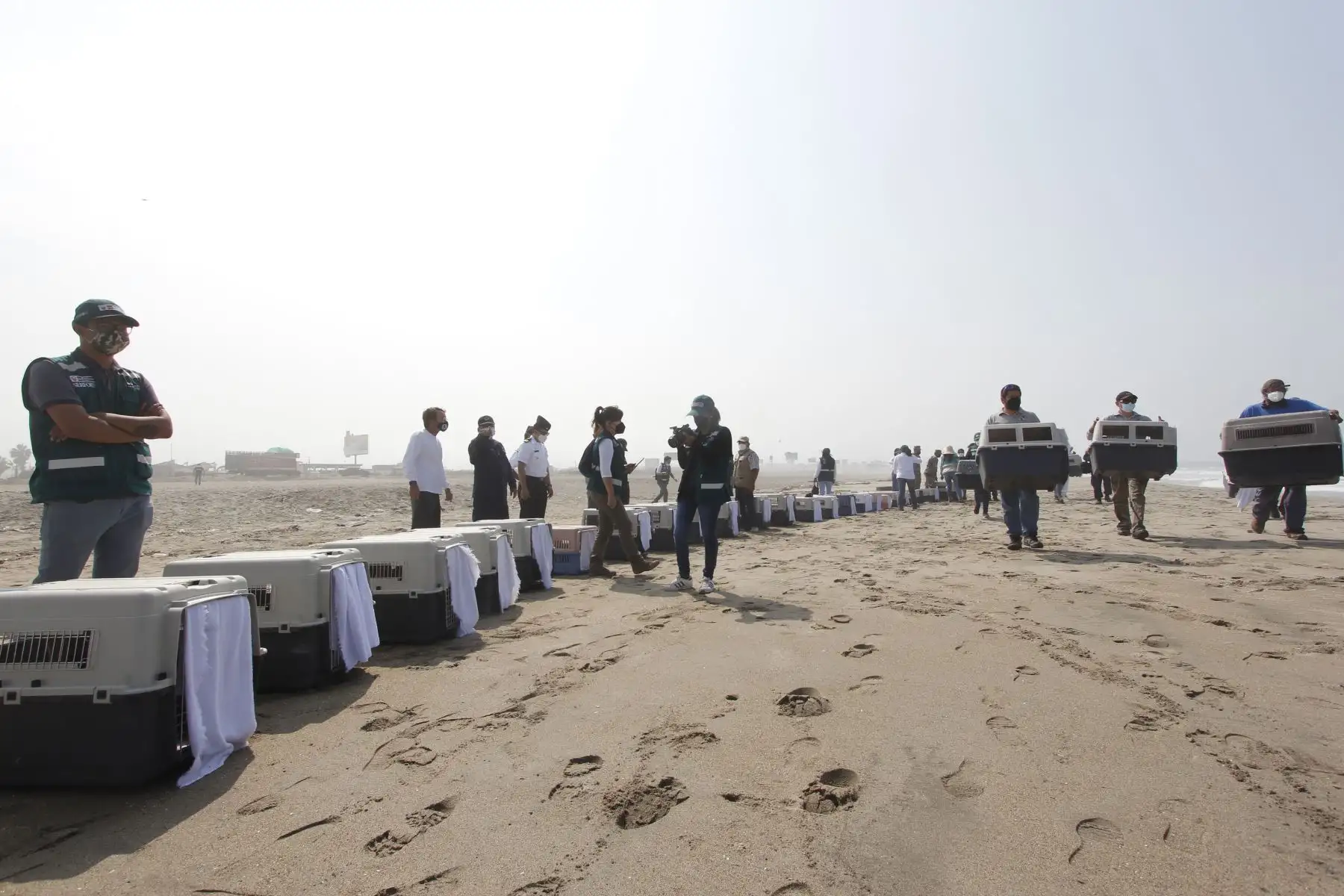 Luego de más de dos meses de una ardua labor por parte de especialistas del Parque de las Leyendas, hoy, miércoles 30 de marzo, fueron liberadas en una playa de Pachacamac, al sur de Lima, el primer grupo de 39 aves marinas que fueron víctimas del derrame de petróleo de Repsol en Ventanilla. Ha sido una ardua labor desarrollada por los profesionales del Parque de Las Leyendas que durante más de dos meses han recibido alrededor de 300 ejemplares de diversas especies. Foto: Municipalidad de Lima