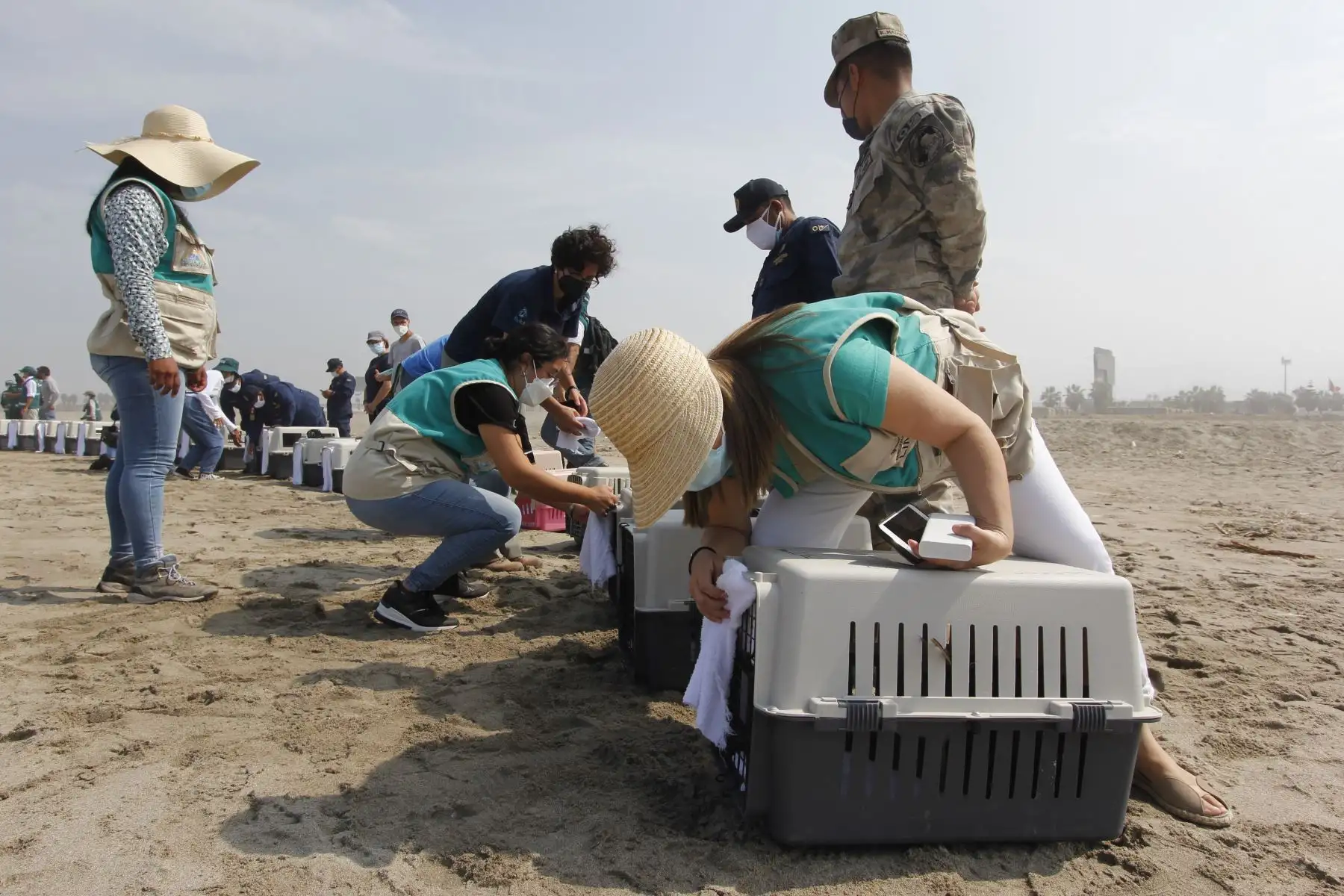 Luego de más de dos meses de una ardua labor por parte de especialistas del Parque de las Leyendas, hoy, miércoles 30 de marzo, fueron liberadas en una playa de Pachacamac, al sur de Lima, el primer grupo de 39 aves marinas que fueron víctimas del derrame de petróleo de Repsol en Ventanilla. Ha sido una ardua labor desarrollada por los profesionales del Parque de Las Leyendas que durante más de dos meses han recibido alrededor de 300 ejemplares de diversas especies. Foto: Municipalidad de Lima