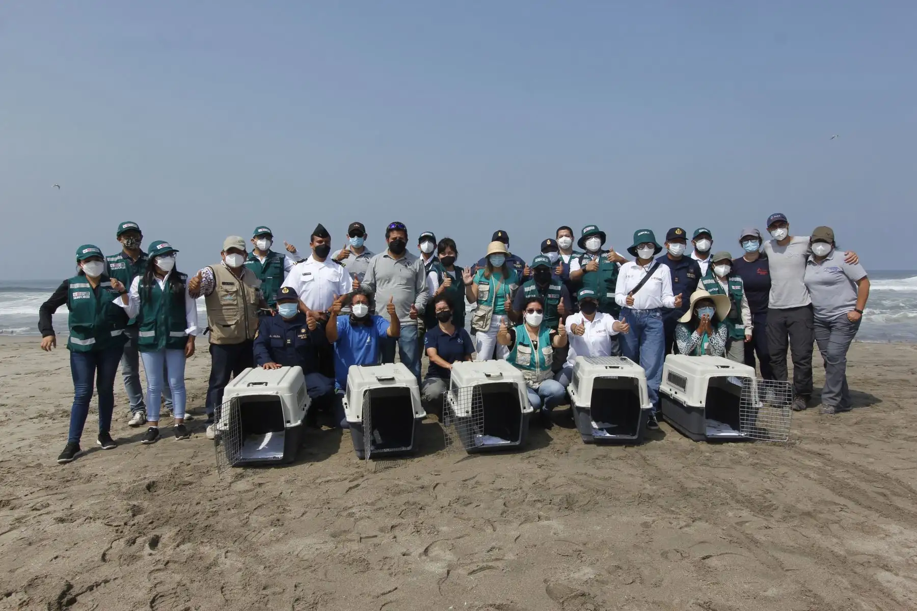 Luego de más de dos meses de una ardua labor por parte de especialistas del Parque de las Leyendas, hoy, miércoles 30 de marzo, fueron liberadas en una playa de Pachacamac, al sur de Lima, el primer grupo de 39 aves marinas que fueron víctimas del derrame de petróleo de Repsol en Ventanilla. Ha sido una ardua labor desarrollada por los profesionales del Parque de Las Leyendas que durante más de dos meses han recibido alrededor de 300 ejemplares de diversas especies. Foto: Municipalidad de Lima