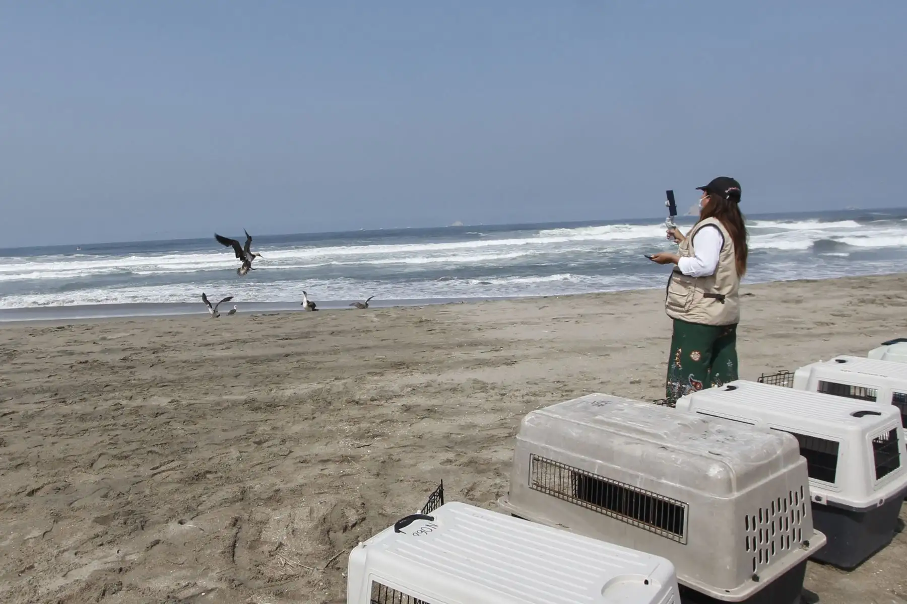 Luego de más de dos meses de una ardua labor por parte de especialistas del Parque de las Leyendas, hoy, miércoles 30 de marzo, fueron liberadas en una playa de Pachacamac, al sur de Lima, el primer grupo de 39 aves marinas que fueron víctimas del derrame de petróleo de Repsol en Ventanilla. Ha sido una ardua labor desarrollada por los profesionales del Parque de Las Leyendas que durante más de dos meses han recibido alrededor de 300 ejemplares de diversas especies. Foto: Municipalidad de Lima