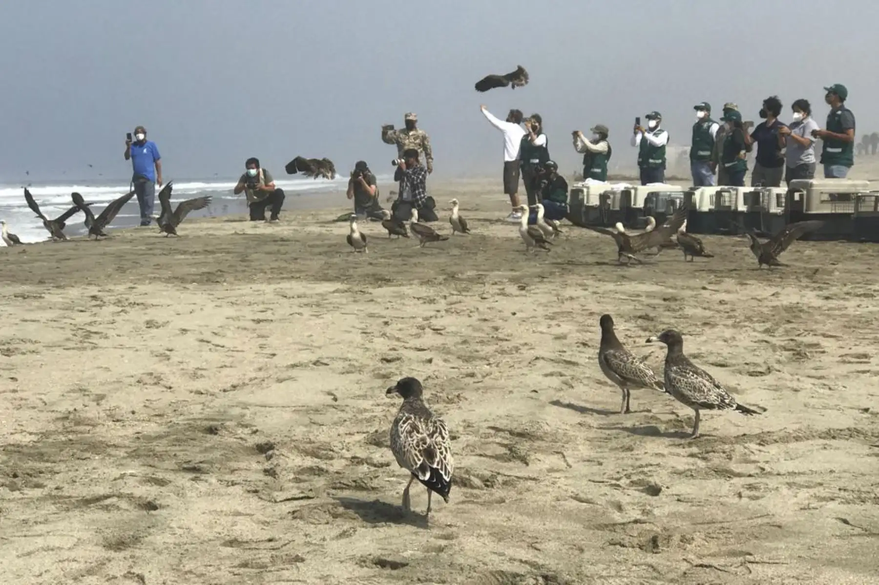 Luego de más de dos meses de una ardua labor por parte de especialistas del Parque de las Leyendas, hoy, miércoles 30 de marzo, fueron liberadas en una playa de Pachacamac, al sur de Lima, el primer grupo de 39 aves marinas que fueron víctimas del derrame de petróleo de Repsol en Ventanilla. Ha sido una ardua labor desarrollada por los profesionales del Parque de Las Leyendas que durante más de dos meses han recibido alrededor de 300 ejemplares de diversas especies. Foto: Municipalidad de Lima