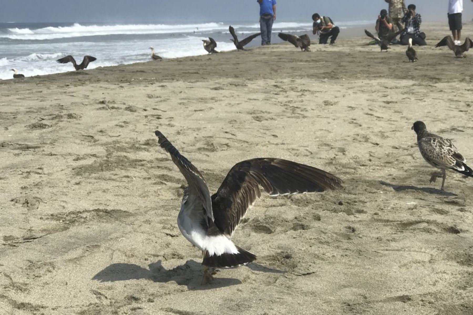 Una diversidad de aves fueron salvadas del desastre ecológico ocasionado por el derrame de petróleo en el mar peruano. Foto: ANDINA/difusión.