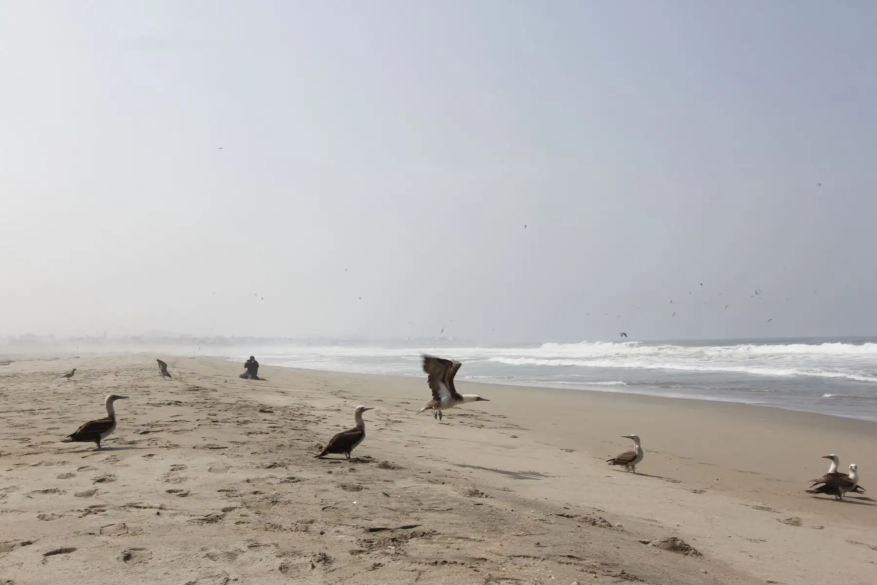 Luego de más de dos meses de una ardua labor por parte de especialistas del Parque de las Leyendas, hoy, miércoles 30 de marzo, fueron liberadas en una playa de Pachacámac, al sur de Lima, el primer grupo de 39 aves marinas que fueron víctimas del derrame de petróleo de Repsol en Ventanilla. El Parque de Las Leyendas ha recibido alrededor de 300 ejemplares de diversas especies en estos dos meses. Foto: Municipalidad de Lima