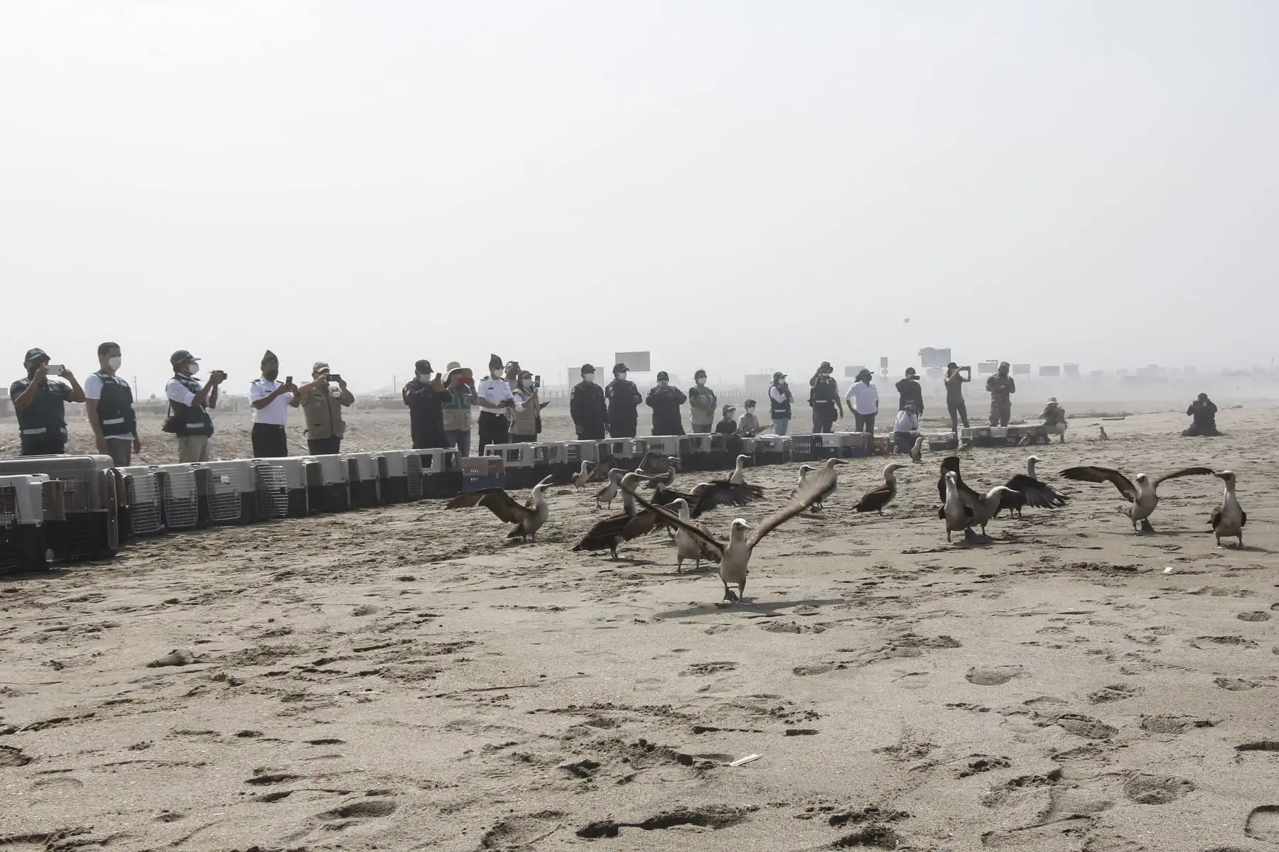 Luego de más de dos meses de una ardua labor por parte de especialistas del Parque de las Leyendas, hoy, miércoles 30 de marzo, fueron liberadas en una playa de Pachacámac, al sur de Lima, el primer grupo de 39 aves marinas que fueron víctimas del derrame de petróleo de Repsol en Ventanilla. El Parque de Las Leyendas ha recibido alrededor de 300 ejemplares de diversas especies en estos dos meses. Foto: Municipalidad de Lima