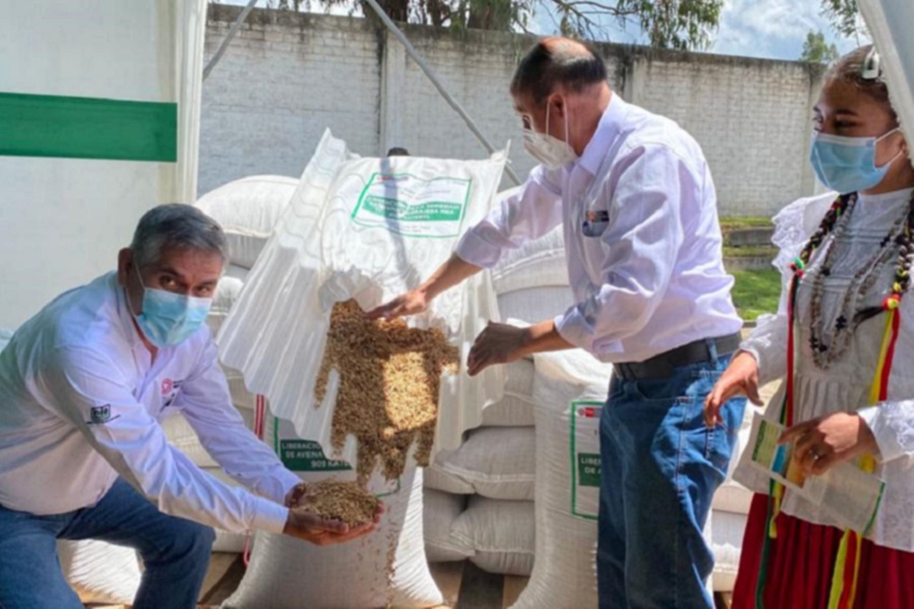 Viceministro de Políticas y Supervisión del Desarrollo Agrario, Juan Altamirano, presentó la nueva variedad de avena forrajera INIA 909 KATEKYL. Foto: Cortesía.