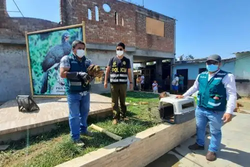 Una de las aves rescatadas por el personal del Serfor en el distrito de Chongoyape.