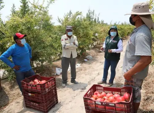 Productores de granada de Ica conquistan mercados de Asia, Europa y Estados Unidos. Hasta la fecha han exportado más de 157 toneladas de cotizado fruto. Foto: ANDINA/difusión.