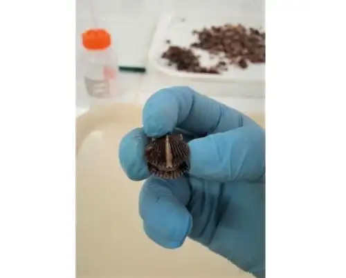 Científicos hallan presencia de metales contaminantes en zona costera de Paracas, Punta San Juan y Sechura. ANDINA/Difusión