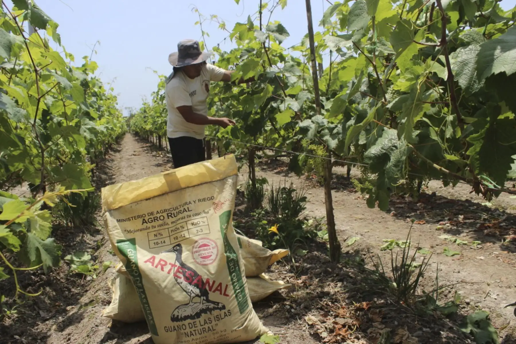 Familias productoras del distrito de San Juan, región Áncash, podrán acceder al guano de las islas a un precio social. Foto: ANDINA/difusión.