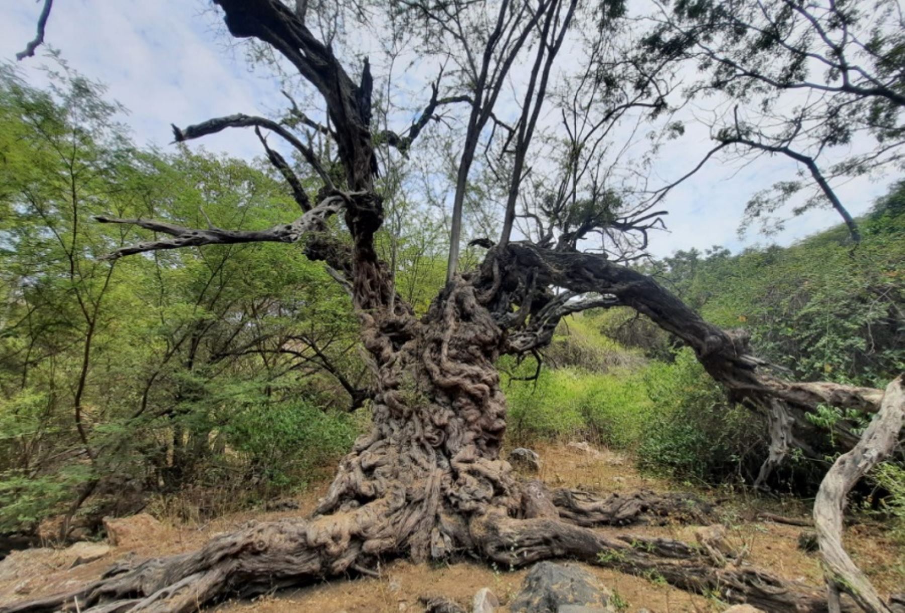 Con el acompañamiento técnico del Servicio Nacional Forestal y de Fauna Silvestre (Serfor), la municipalidad distrital de Motupe reconoció como árbol patrimonial a un algarrobo de aproximadamente 500 años de antigüedad, ubicado en el bosque seco del valle de Motupe, en el departamento de Lambayeque.