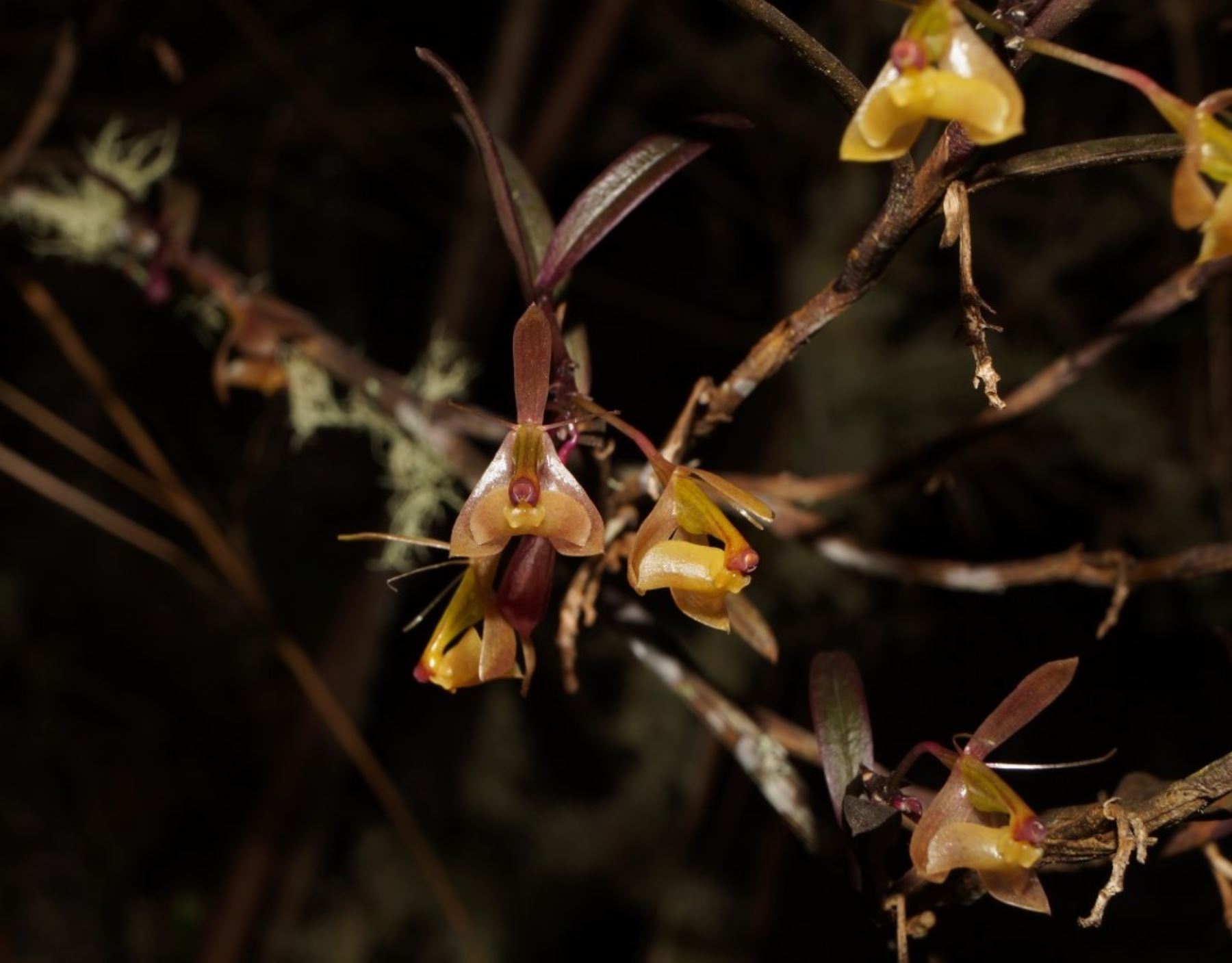 Científicos descubrieron seis nuevas variedades de orquídeas en el Bosque de Protección Alto Mayo, área natural protegida ubcada en la región San Martín.