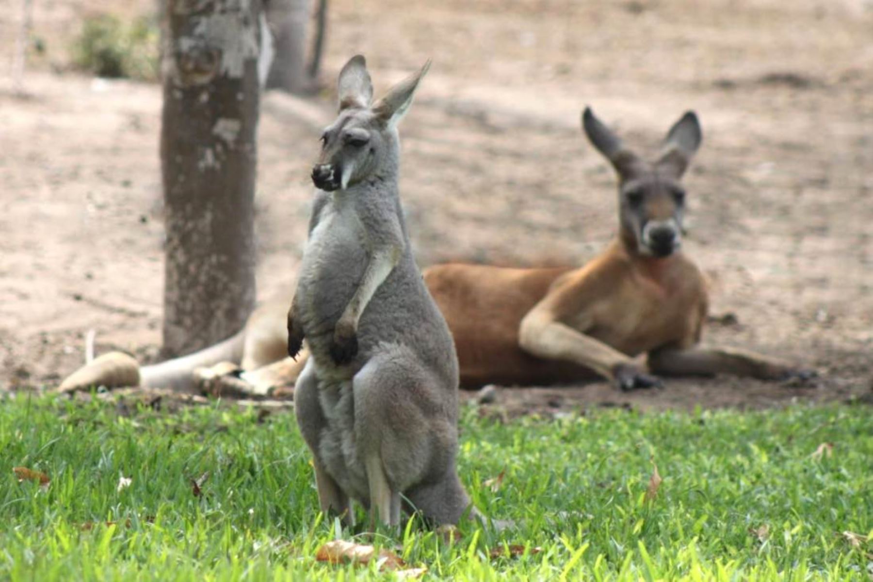 Conoce a los dos canguros rojos que nacieron en el Parque de las Leyendas. Foto: ANDINA/Difusión.
