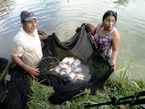 Foncodes resalta que 63 proyectos productivos promueven la inclusión económica de más de 12,000 familias de zonas rurales de Huánuco. ANDINA/Difusión