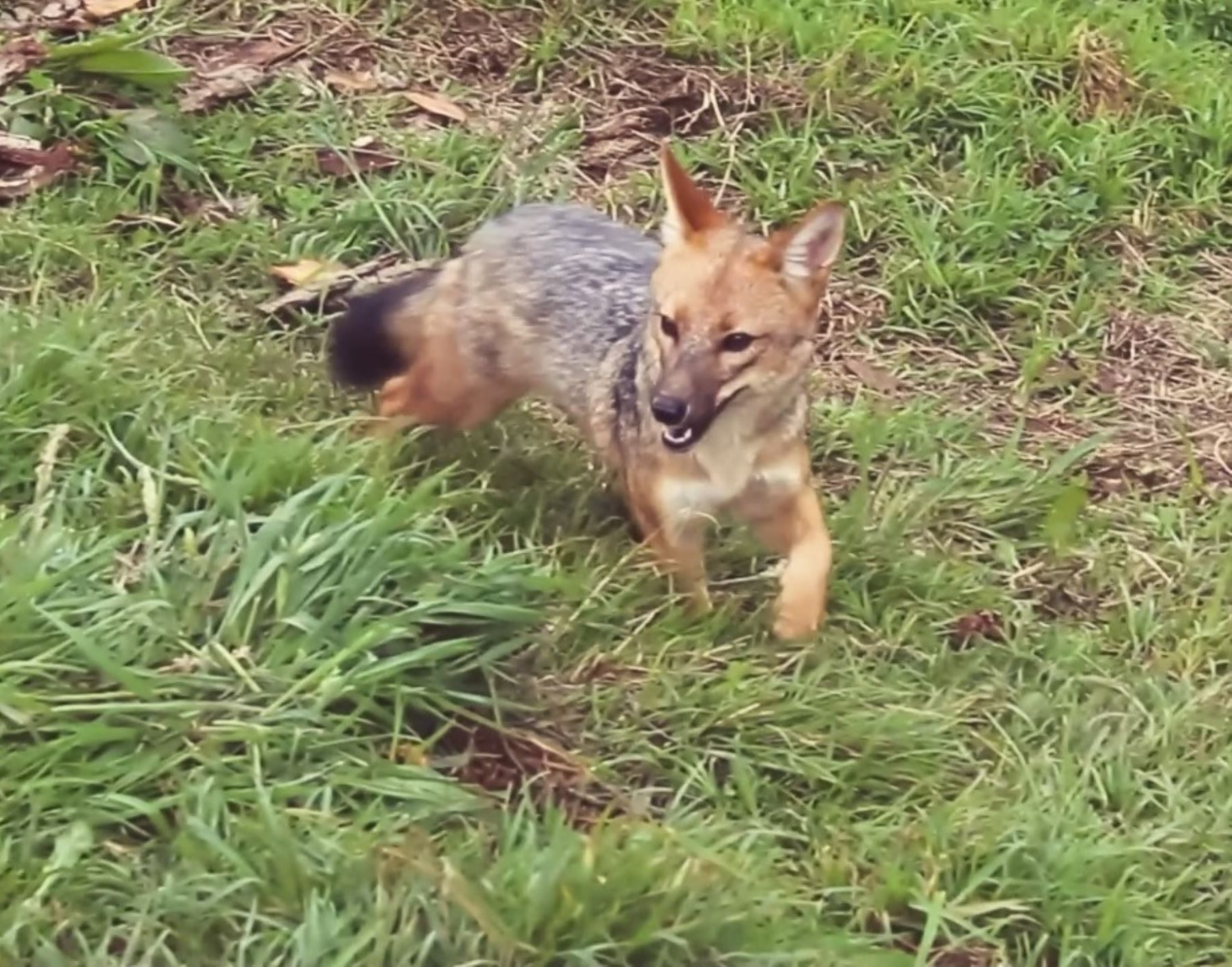 Run Run, el famoso zorro andino rescatado en Lima, se ha convertido en toda una estrella en Cajamarca y es la mayor atracción turística de la Granja Porcón. Foto: Serfor