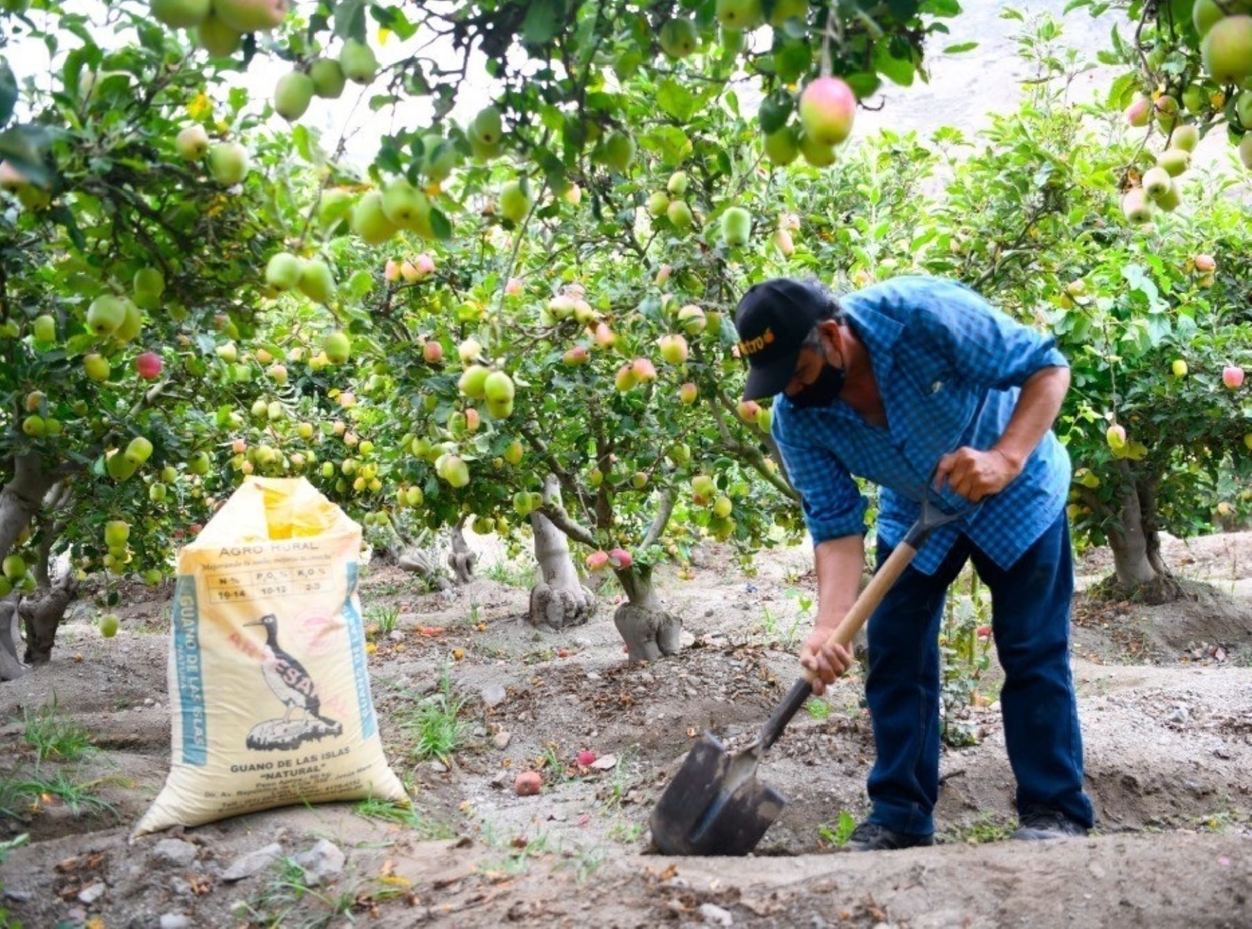 Agro Rural anunció que el guano de las islas llegará de manera directa al terminal portuario de Chimbote. Medida beneciará a los productores de la agricultura familiar. ANDINA/Difusión