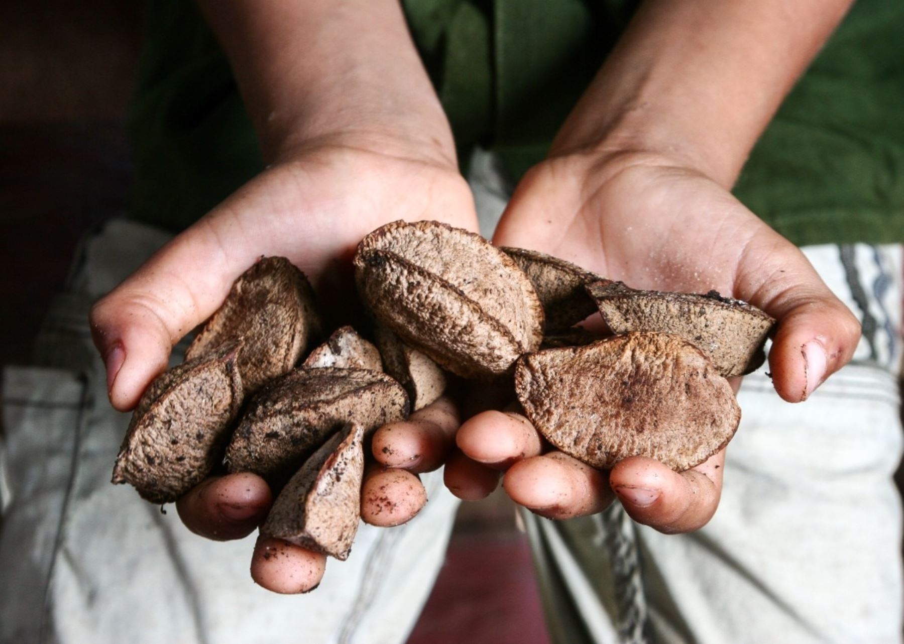 Madre de Dios: impulsan la mejora de la calidad de la castaña amazónica